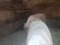 🐷 Продавам бели прасета (прасенца) 🐖 гр. Кнежа - 1 свободно, снимка 6