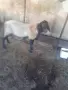 Продавам млад черноглав коч  , снимка 1