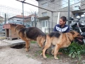 Кученца немска овчарка!!!, снимка 1