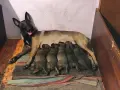Белгийска овчарка  !!! , снимка 1