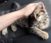 Подаряваме домашни, пухкави, галъовни котета на 2месеца, снимка 1