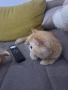 Персийска котка, снимка 3