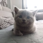 Британски късокосмести котета, снимка 3