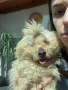 Подарявам пудел, снимка 3