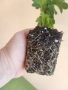 Хризантема Suntaste розова, снимка 3