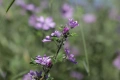 Обектив Canon FD 135mm f/3.5 S.C. за Canon FD байонет, снимка 9