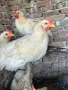продавам домашни Петли , снимка 2
