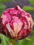 Paeonia ‘The Fawn’ / Божур „Еленчето“, снимка 1