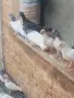 Продавам Унгарски високолетачи (Бързаци)(Будапещенски), снимка 4