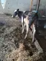 3 женски 1 мъжко породисти, снимка 5