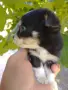 Продавам Чихуахуа, снимка 5
