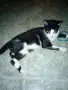 Коте за домашно отглеждане, снимка 2