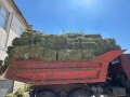Малки бали люцерна , снимка 3