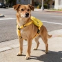 Раница за кучета Reactive, чанта за пътуване (DOG REACTIVE), снимка 6