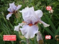 Ириси за продажба 18 броя обява 1, снимка 2