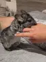 женска чинчила на 5 месеца , снимка 1