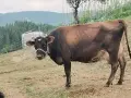 3 млечни кравии, снимка 1