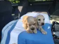 Кокер шпаньоли едно момче , снимка 4