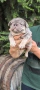 Френски булдог/French Bulldog , снимка 4