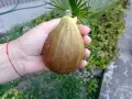 Смокини в кофичка., снимка 8