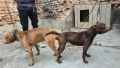 Pitbull red nos, снимка 7