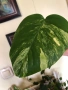 Резник monstera Aurea variegated , снимка 3