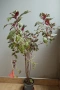 Боливийска фуксия, Fuchsia boliviana, 2-год. растение !, снимка 1