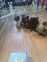 Померан кучета ., снимка 4