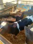Телета мъжки черношарени, снимка 2