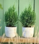 Хвойна Стрикта, Juniperus Stricta!!!, снимка 4