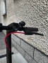 Xiaomi Electric Scooter Pro 2, снимка 2