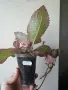 Еписция, episcia Pink Acajou, снимка 4
