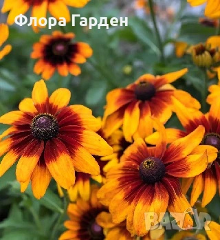 МНОГОГОДИШНИ ЦВЕТЯ, снимка 5 - Градински цветя и растения - 54702878