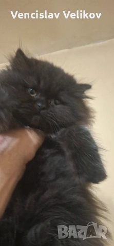 персийски котенца , снимка 7 - Персийска - 54797419