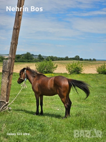 mnogo krotak vari ina karusa , снимка 5 - Коне - 54603407