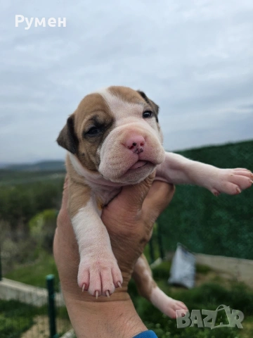 Американски стафордшир териер , снимка 17 - Американски стафордширски териер - 54059702