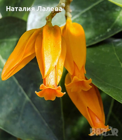 Юанулоа, Juanulloa aurantiaca