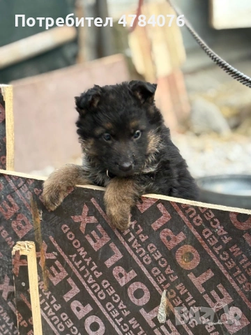 Немска овчарка, снимка 2 - Немска овчарка - 54046917