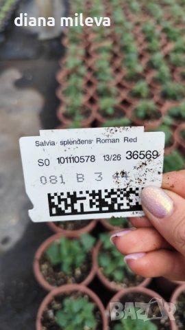 Салвия Червен Роман, Salvia Roman Red или по-известна като Градински чай!!, снимка 7 - Градински цветя и растения - 54161532