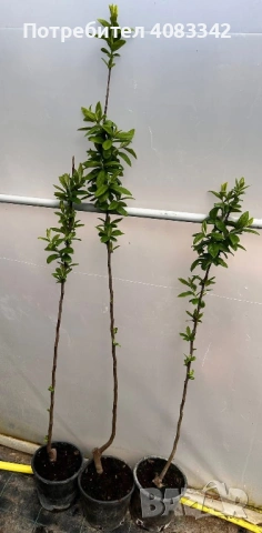 Мушмула, снимка 5 - Градински цветя и растения - 53897904