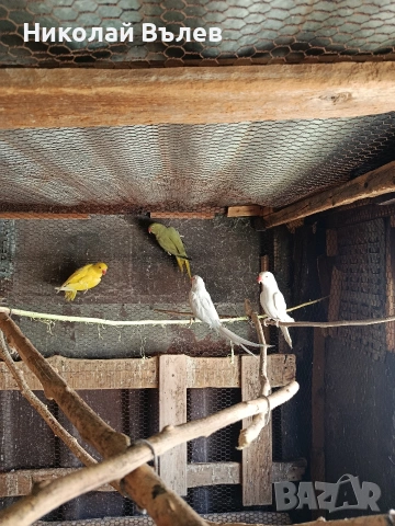 Малки александри 