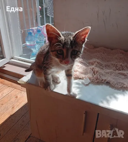 Подарявам добри котета,на добри хора.