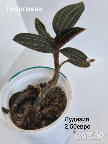 ирезине, лудизия, пеперомия, снимка 3 - Стайни растения - 54904632
