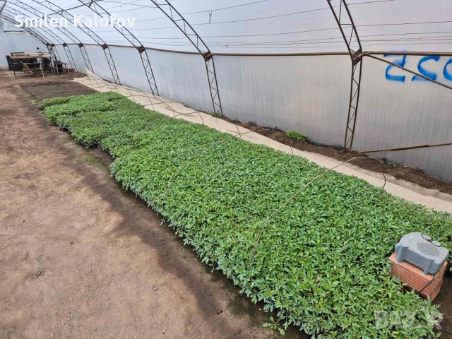 Разсад Домати розова магия 