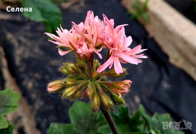 Колекционерско звездовидно мушкато "Bronze Butterfly" (Stellar Pelargonium), снимка 2 - Стайни растения - 55574603