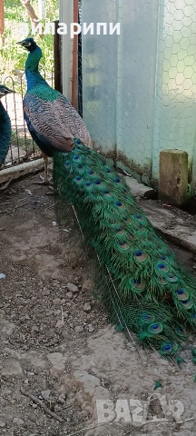 Фазани и Пауни, снимка 10 - други­ - 54391739