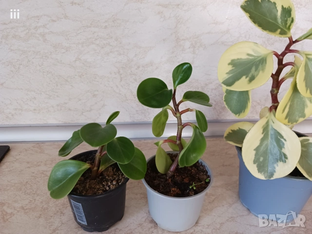 Пеперомия Peperomia obtusifolia - пъстра и зелена, снимка 2 - Стайни растения - 54904192