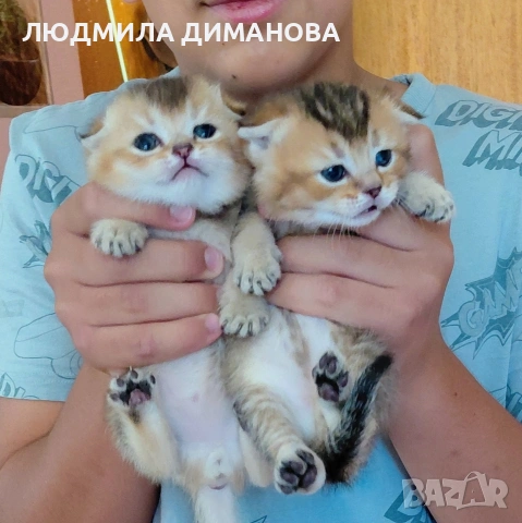 Златни чинчили  мъжки , снимка 3 - Британска късокосместа - 55229038