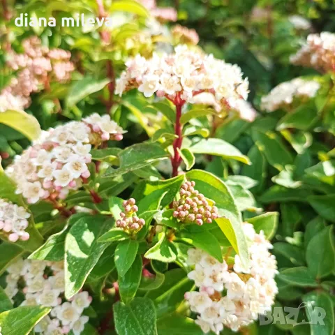 Вибурнум Тинус Ева Прайс, Viburnum Eva Price или още Калина !!!!!, снимка 8 - Градински цветя и растения - 55503563