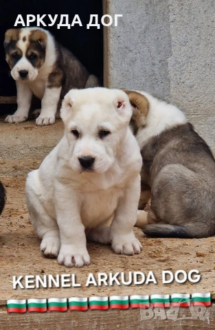 Средноозиатска овчарка